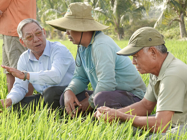 Kỳ vọng lúa đông xuân