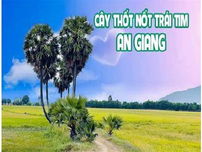 Lạc Vào Vẻ Đẹp Lãng Mạn Của Cây Thốt Nốt Trái Tim Tại An Giang