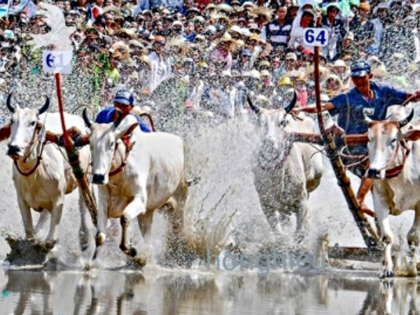 Lễ Hội Đua Bò Bảy Núi - An Giang