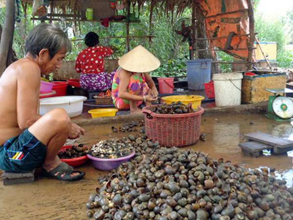 Nuôi ốc thương phẩm cho hiệu quả kinh tế cao